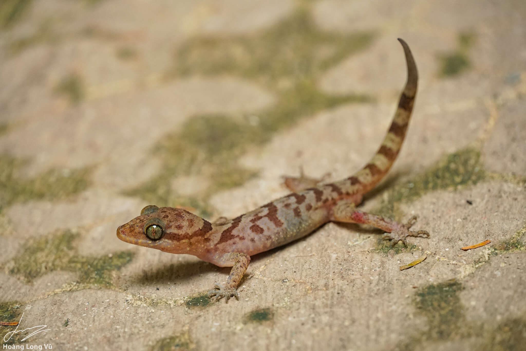 Image of Cyrtodactylus cattienensis Geissler, Nazarov, Orlov, Böhme, Phung, Nguyen & Ziegler 2009