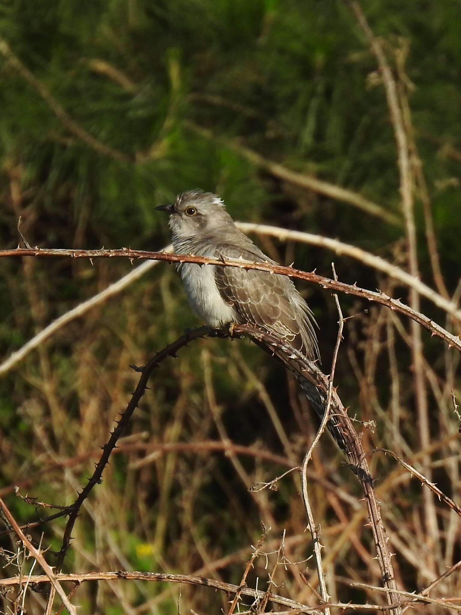 Image of Pallid Cuckoo