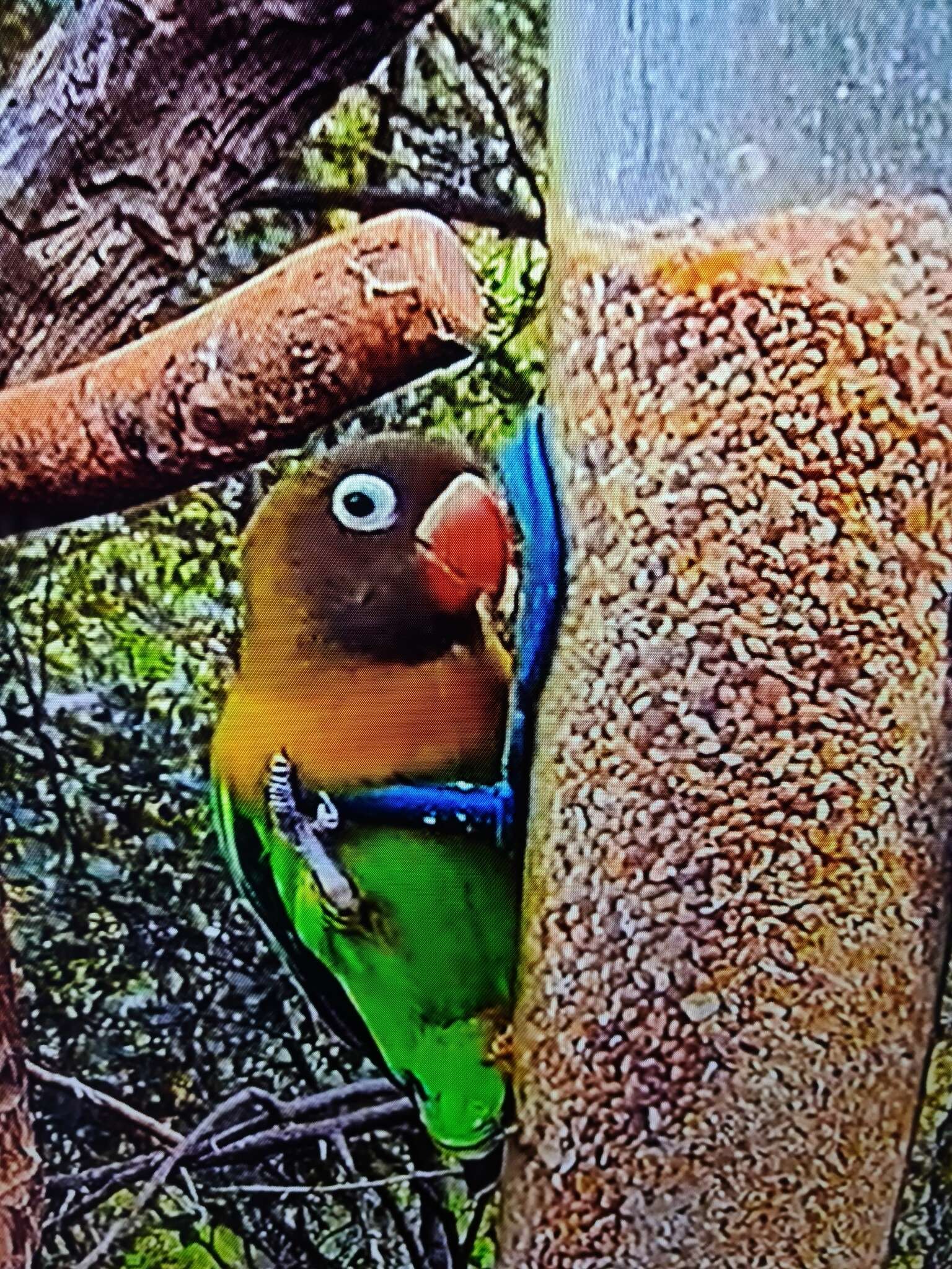 Image of Yellow-collared Lovebird