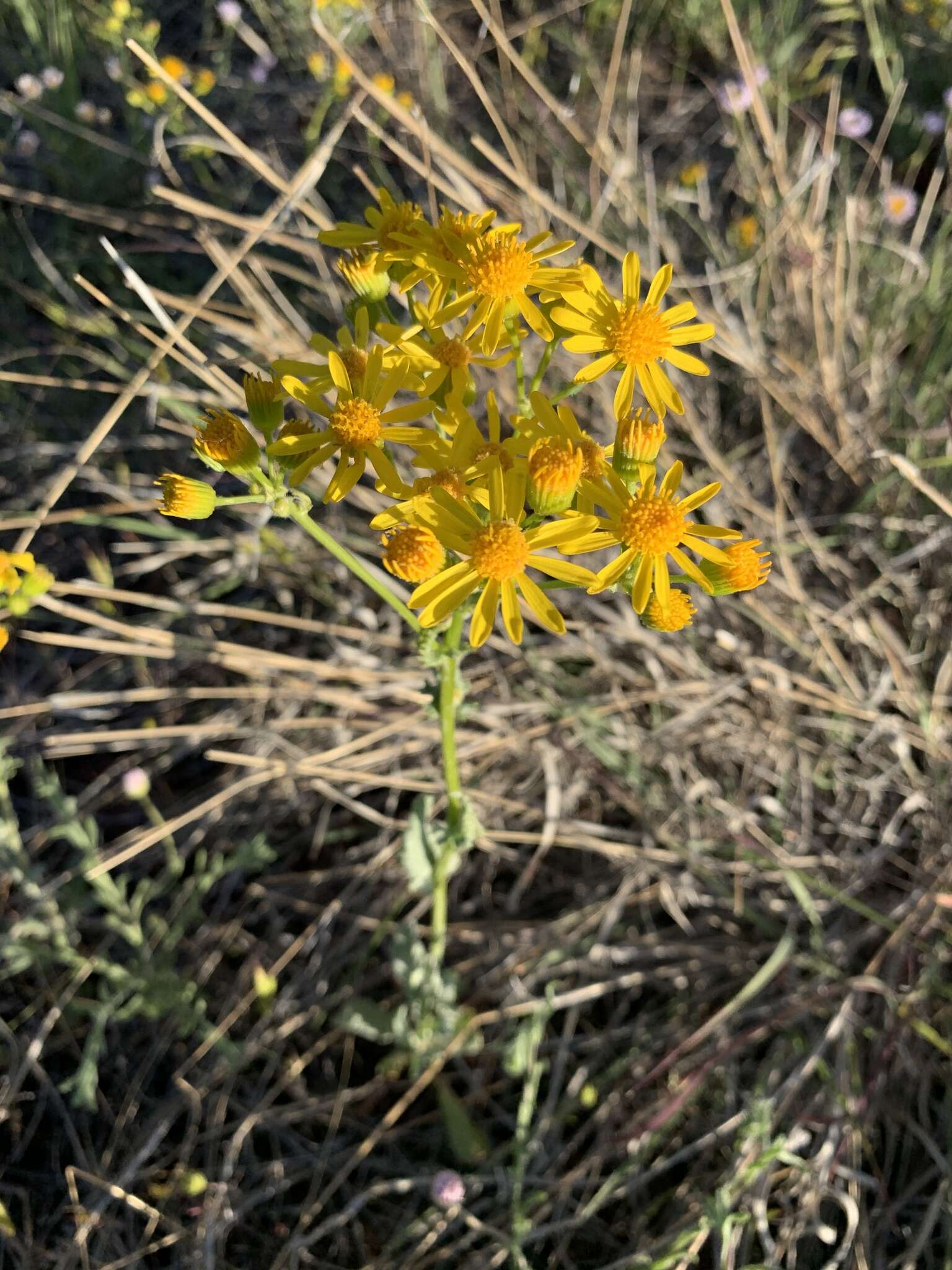 Image of New Mexico groundsel