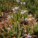 Image of Limonium mucronatum (L. fil.) Chaz.