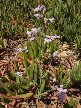 Image of Limonium mucronatum (L. fil.) Chaz.