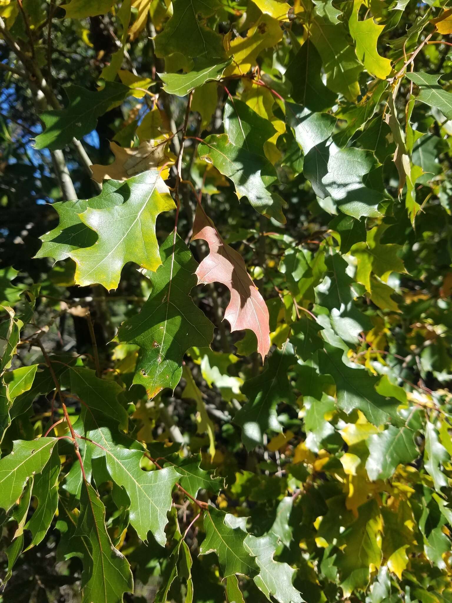 Image of Chisos red oak