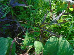 Image of Brassica rapa subsp. nipposinica (L. H. Bailey) Hanelt