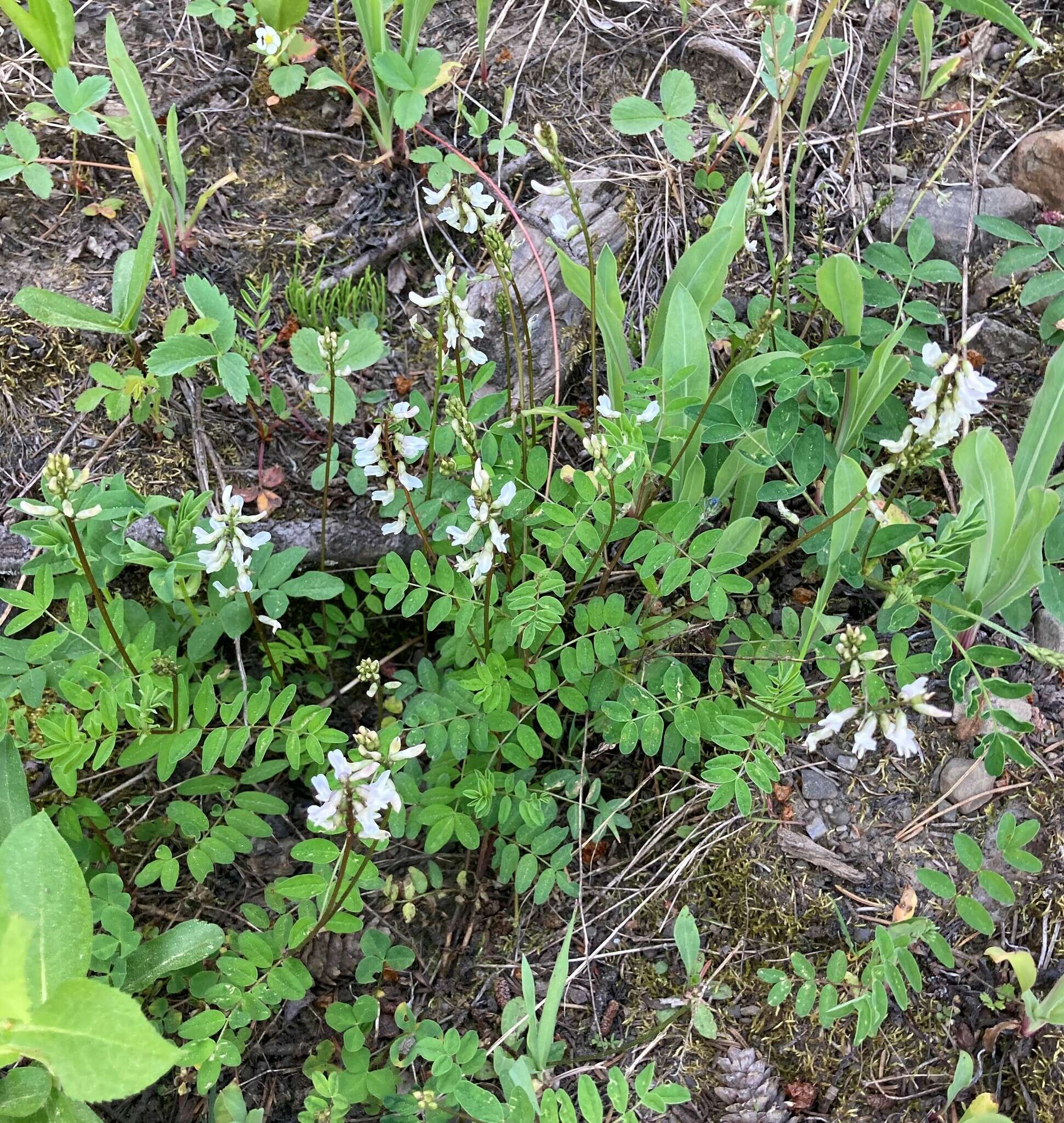 Astragalus robbinsii (Oakes) A. Gray的圖片