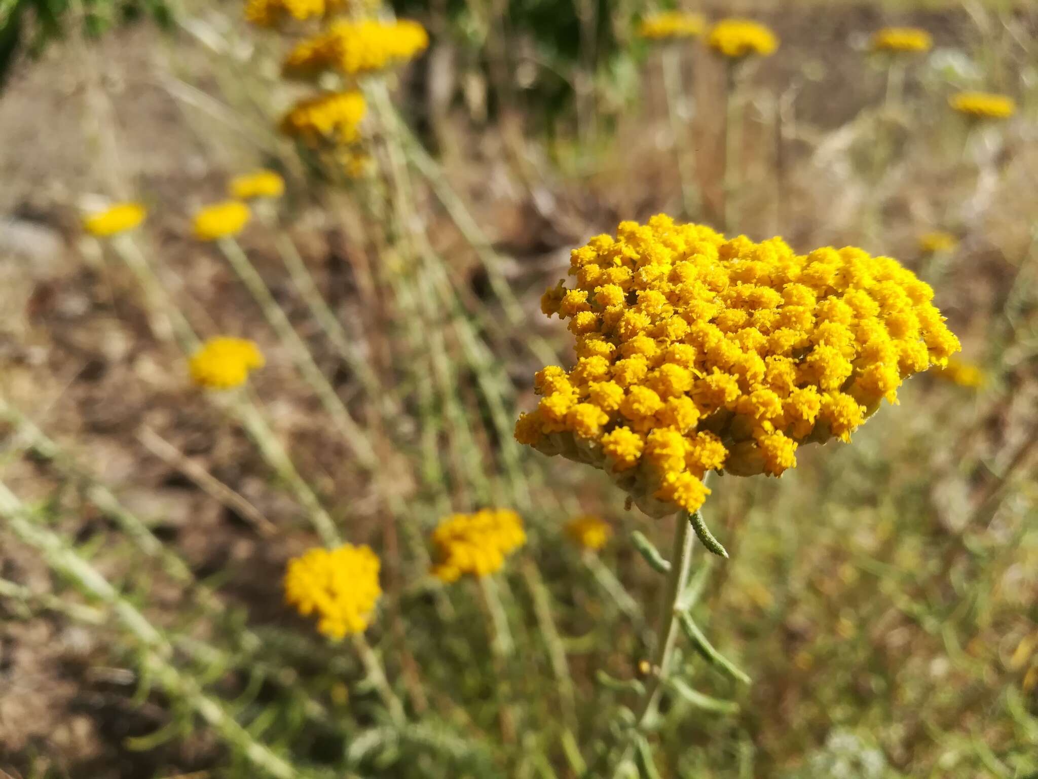 Sivun Achillea aleppica DC. kuva