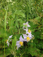 Imagem de Solanum dimidiatum Rafin.