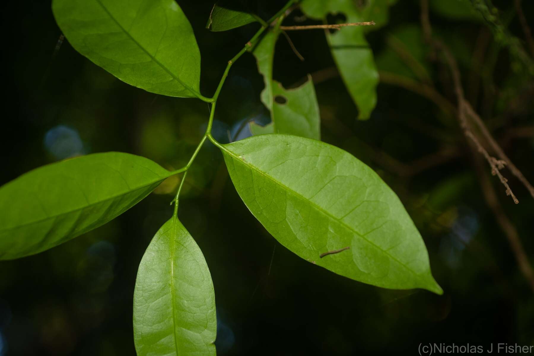 Image of Guilfoylia monostylis (Benth.) F. Müll.