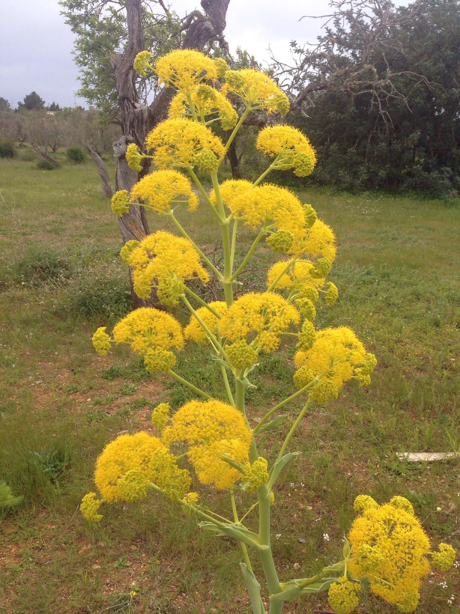 Image of Giant Fennel