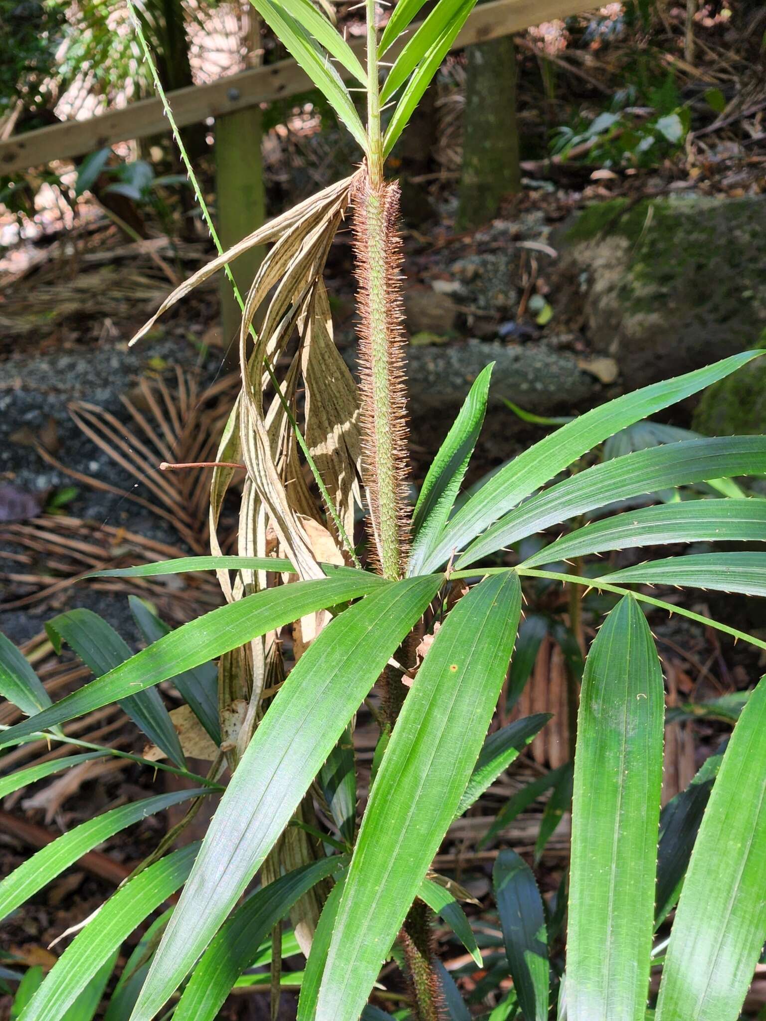 Image of Large-seeded lawyer's vine