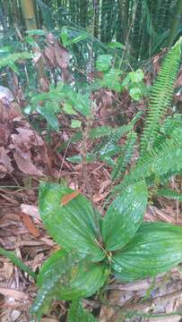 Image of Common snout orchid