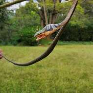 Image of Usambara vine snake