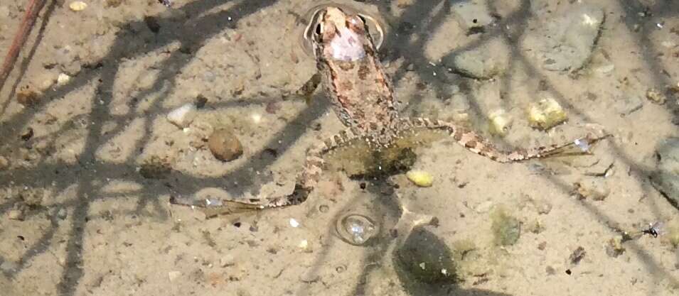 Image de Pelophylax cerigensis (Beerli, Hotz, Tunner, Heppich & Uzzell 1994)