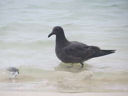 Image of Lava Gull