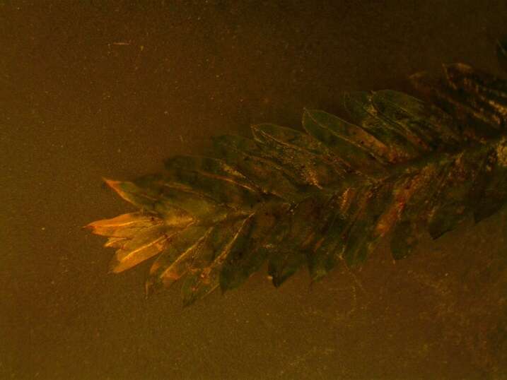 Image of fissidens moss