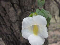 Image of Achimenes glabrata (Zucc.) Fritsch