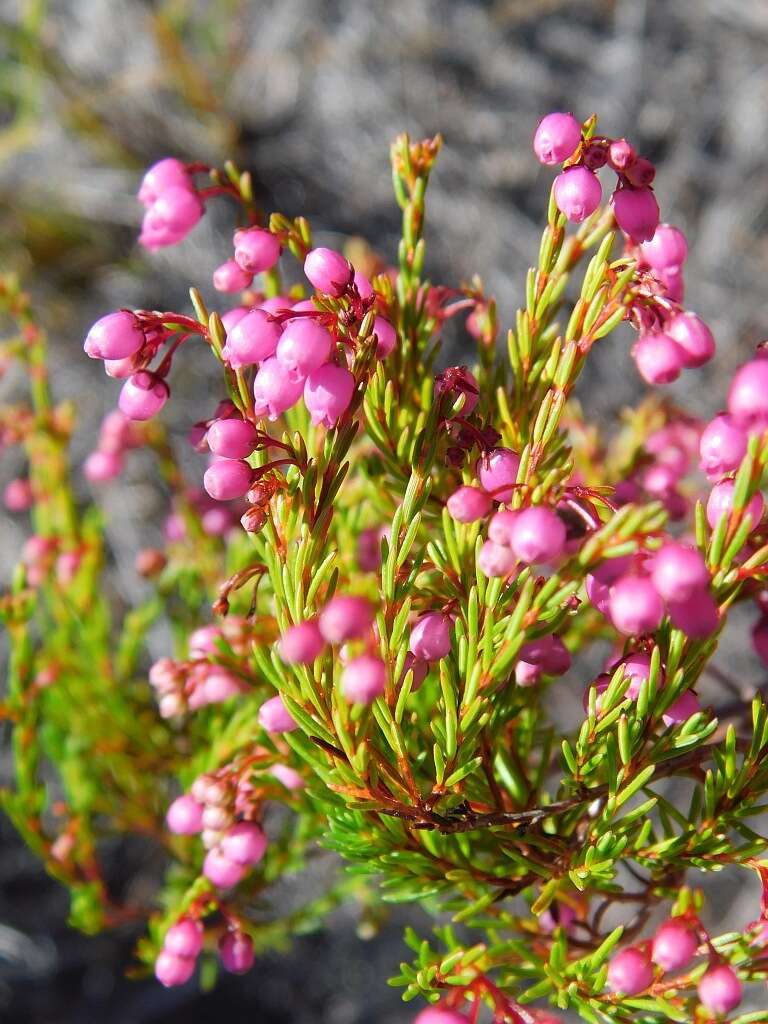 Image of Erica multumbellifera Tausch