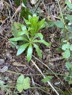 Слика од Lilium humboldtii subsp. humboldtii