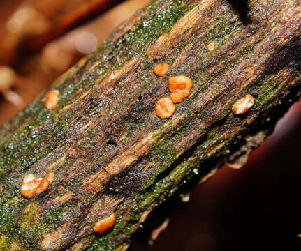 Image of Trichoderma nothescens Samuels & Jaklitsch 2013