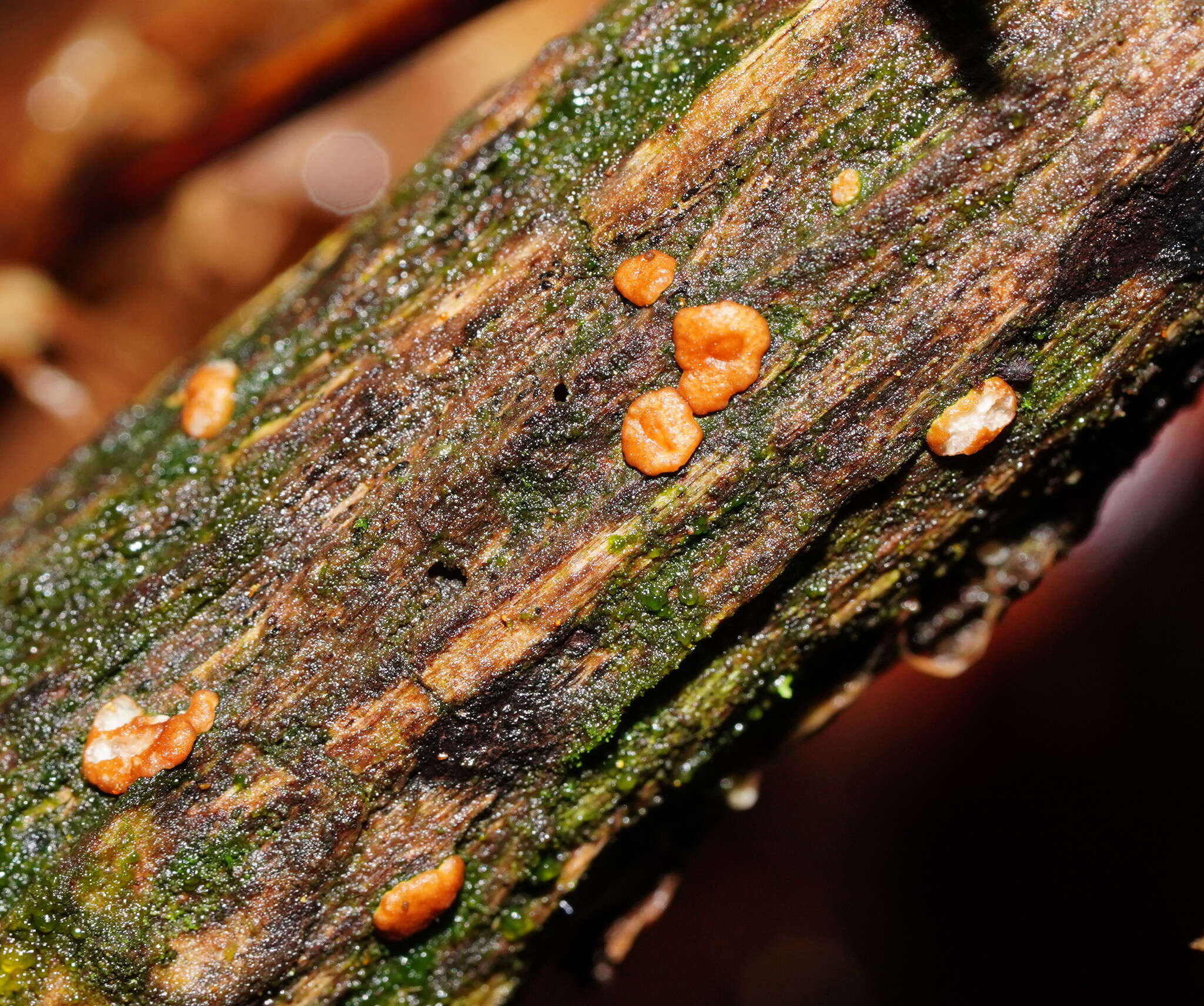 Plancia ëd Trichoderma nothescens Samuels & Jaklitsch 2013