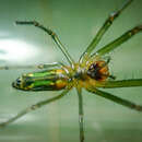 Image of Leucauge decorata nigricauda Schenkel 1944