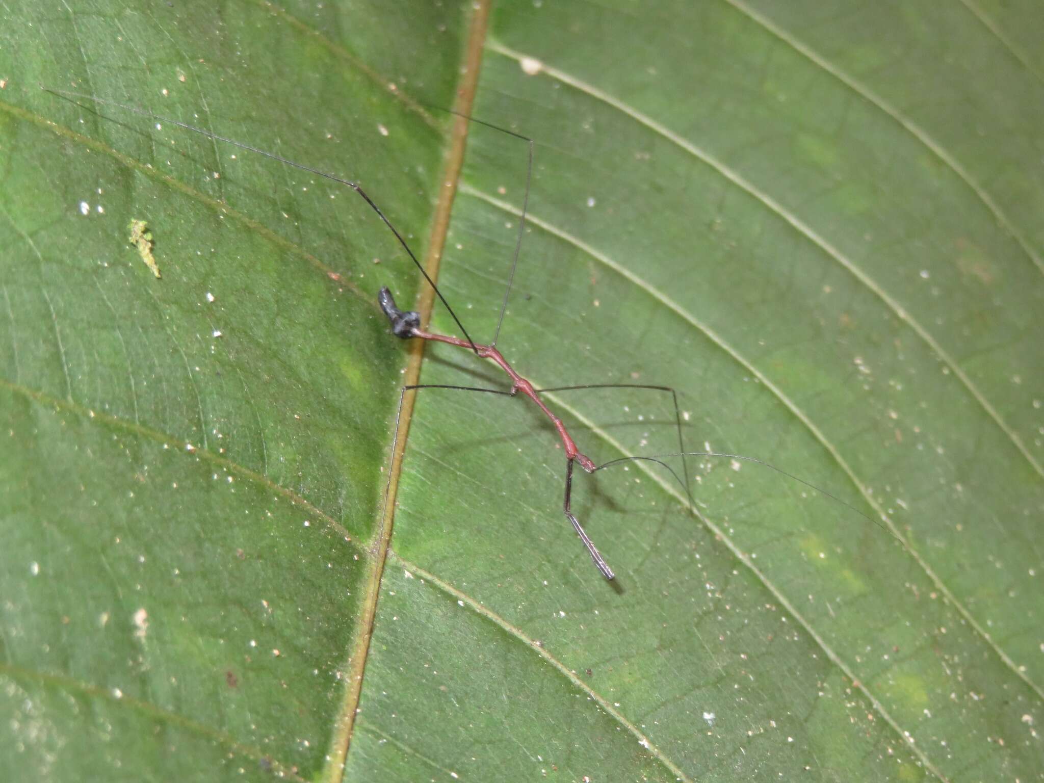 Ghilianella approximata McAtee & Malloch 1925 resmi