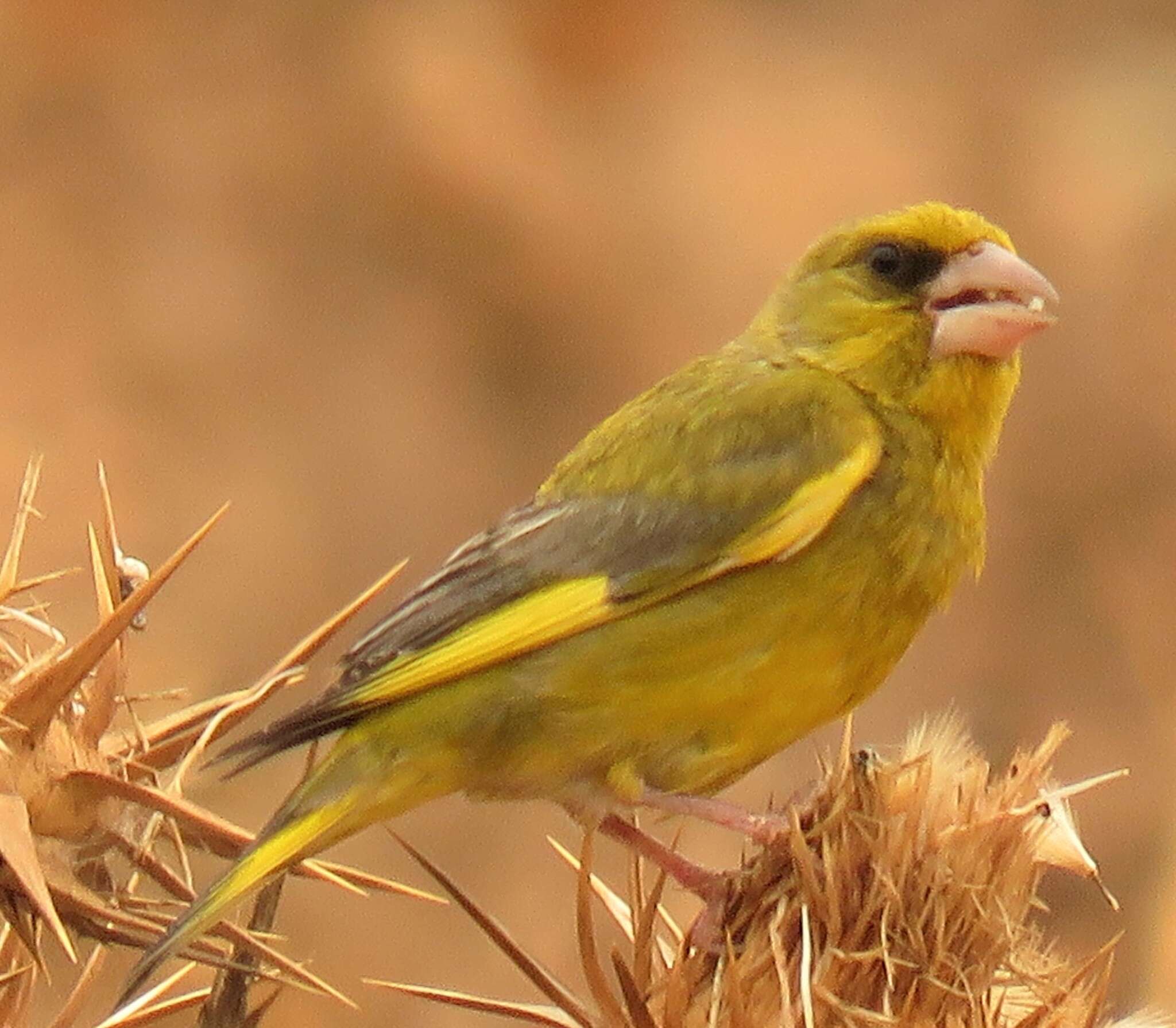 Chloris chloris voousi (Roselaar 1993) resmi