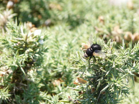 Image de Tachina grossa (Linnaeus 1758)