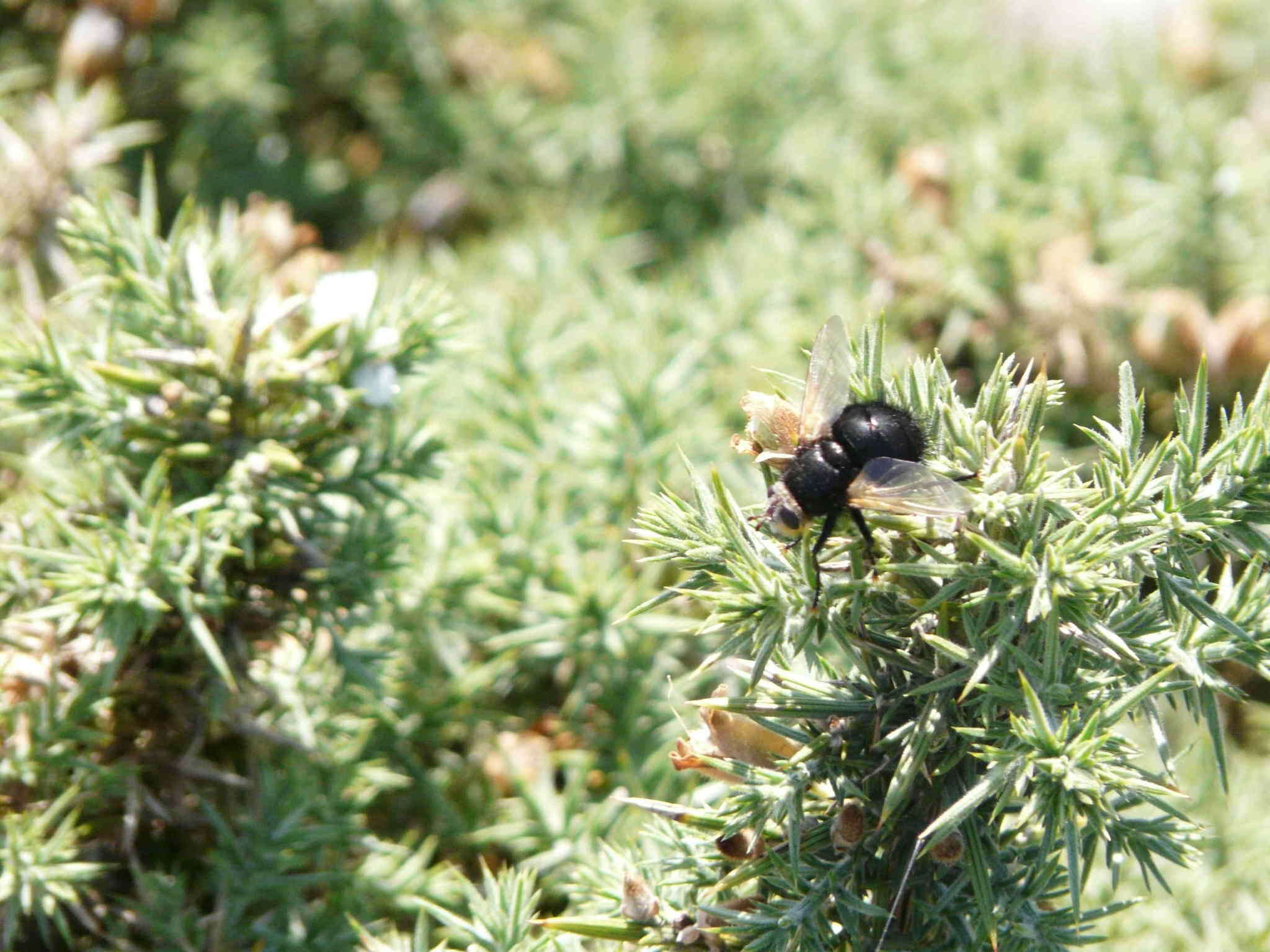 Image of giant tachinid fly