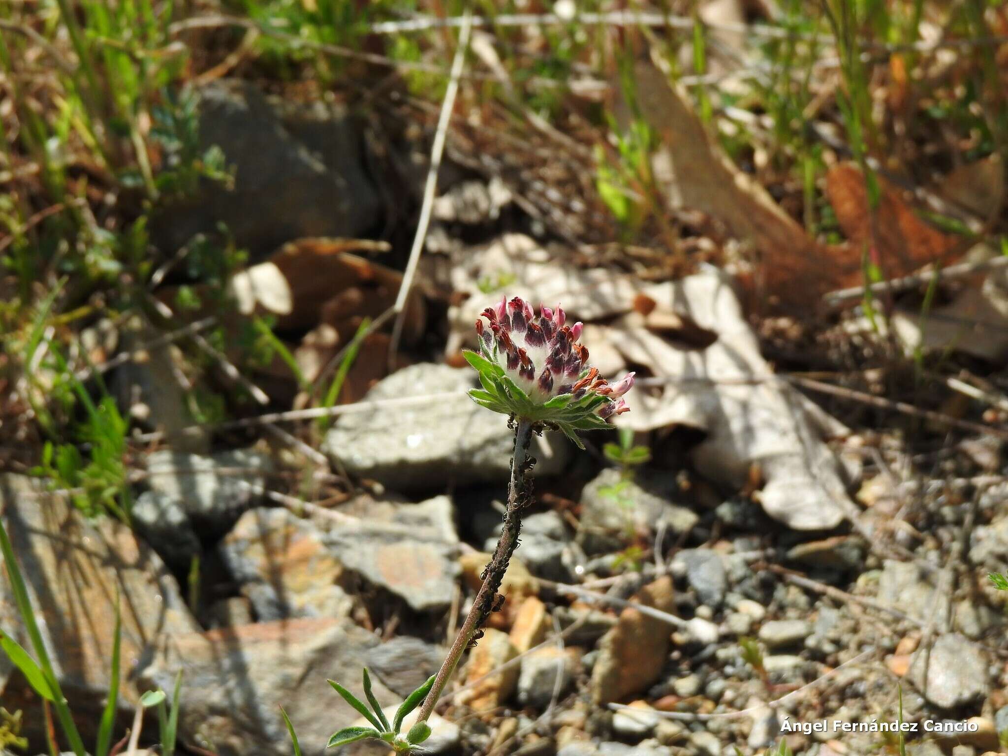 Image of Anthyllis vulneraria subsp. maura (Beck) Maire