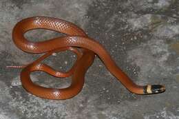 Image of Big Bend Black-headed Snake