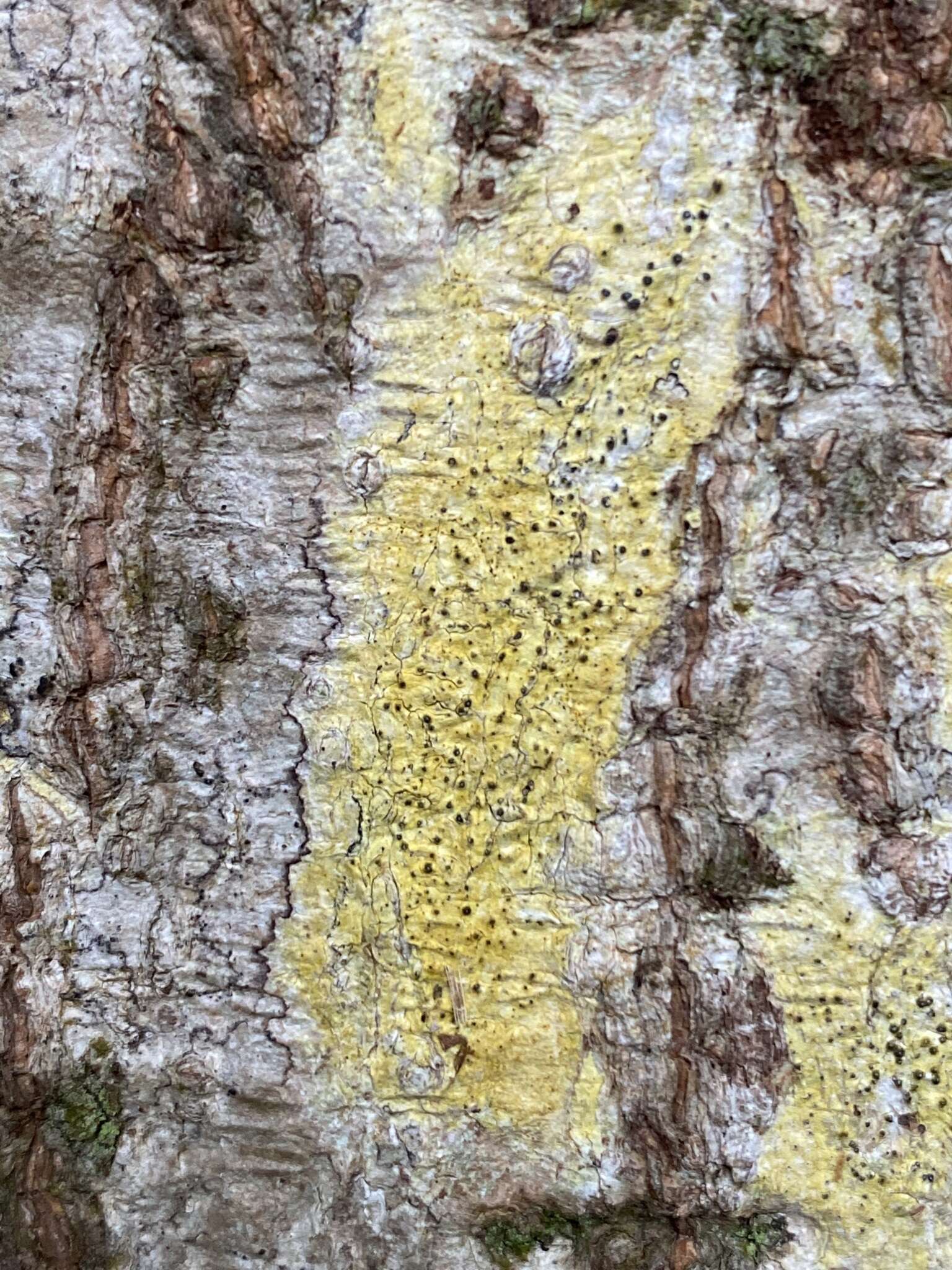 Image of wart lichen