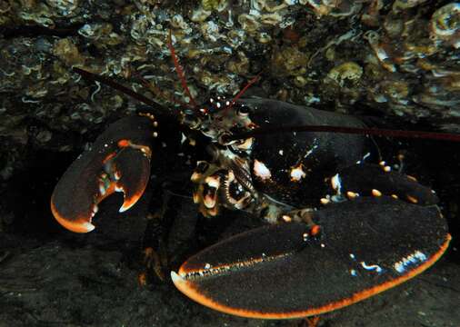 Image of Common lobster