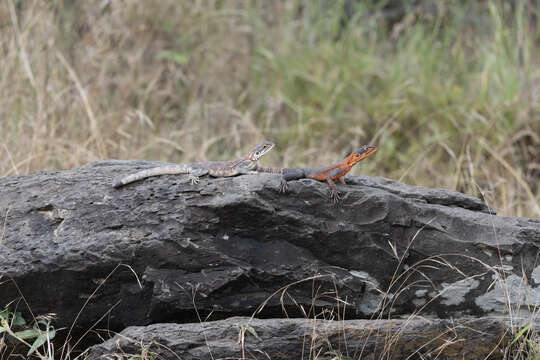 Image of Elmenteita Rock Agama