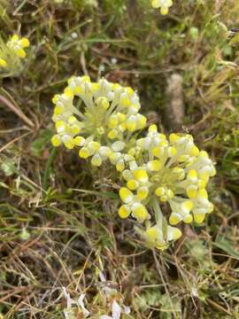 Image de Castilleja campestris subsp. campestris