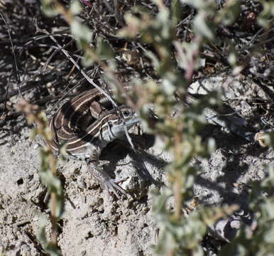 Imagem de Aspidoscelis inornatus arizonae (Van Denburgh 1896)