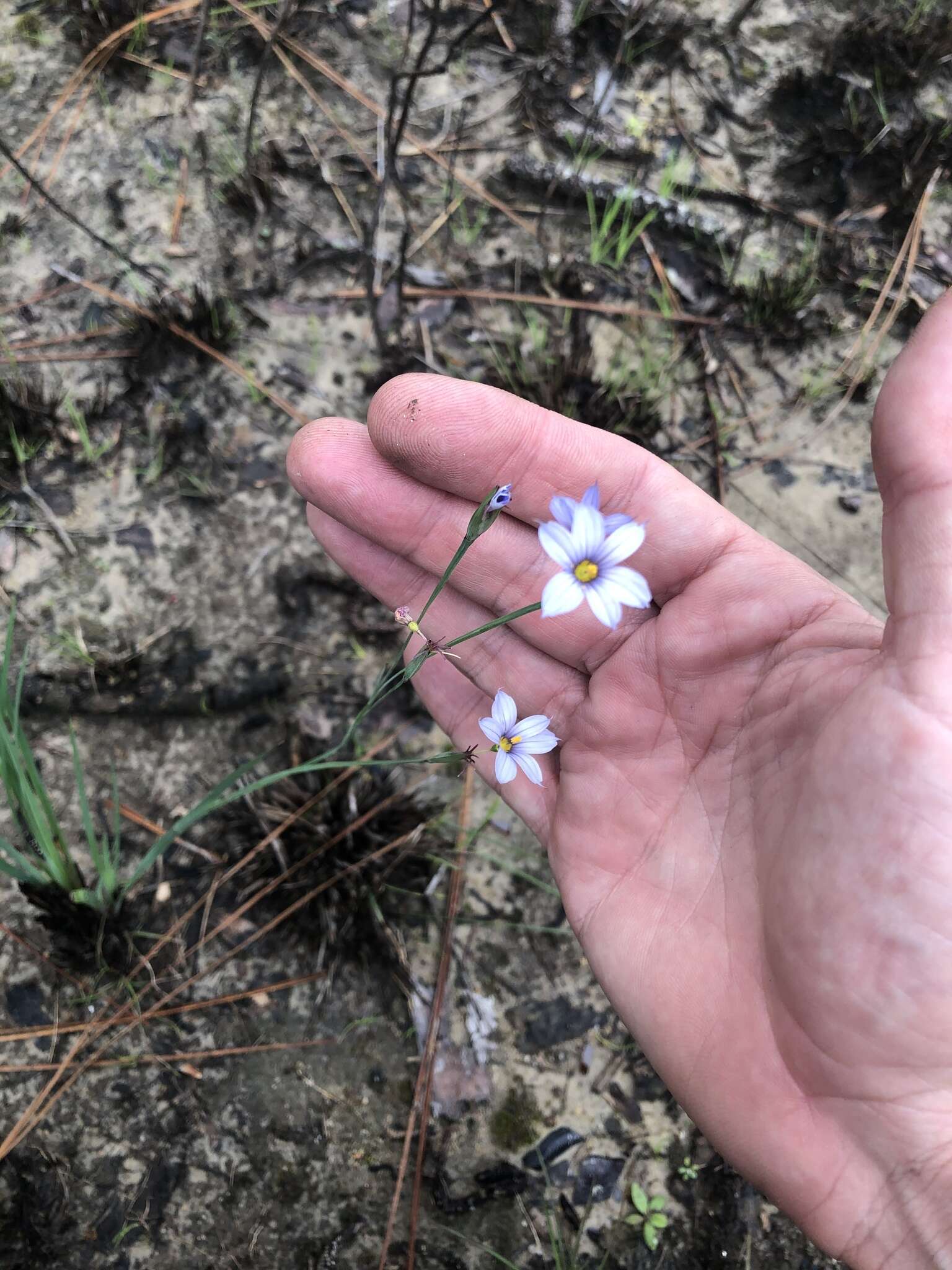 Sisyrinchium nashii E. P. Bicknell的圖片