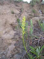 Image de Satyrium microcorys Schltr.