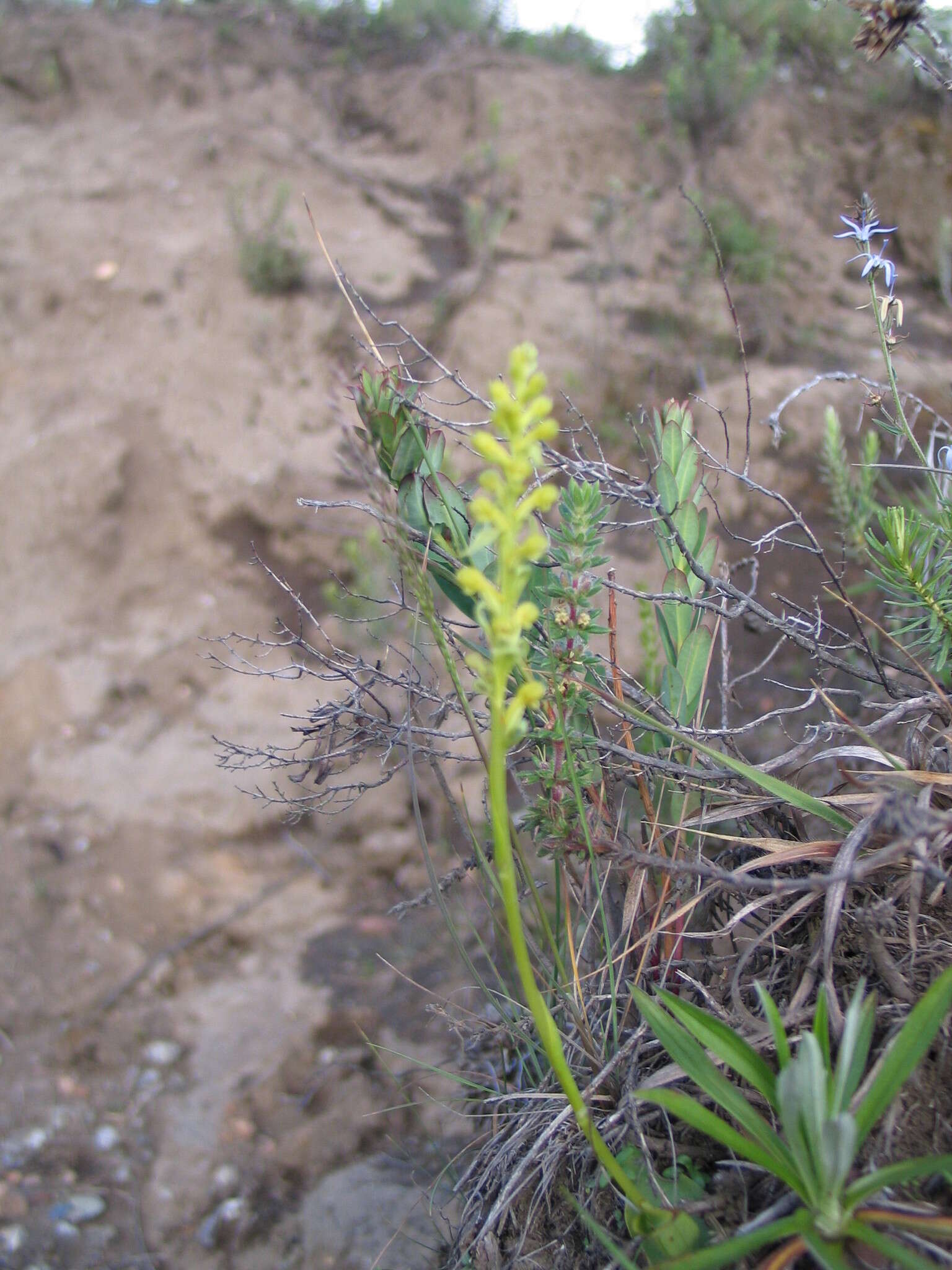 Image de Satyrium microcorys Schltr.