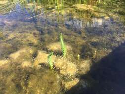 Image of Mare's Tail