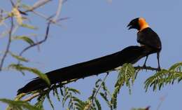 Image of Sahel Paradise Whydah