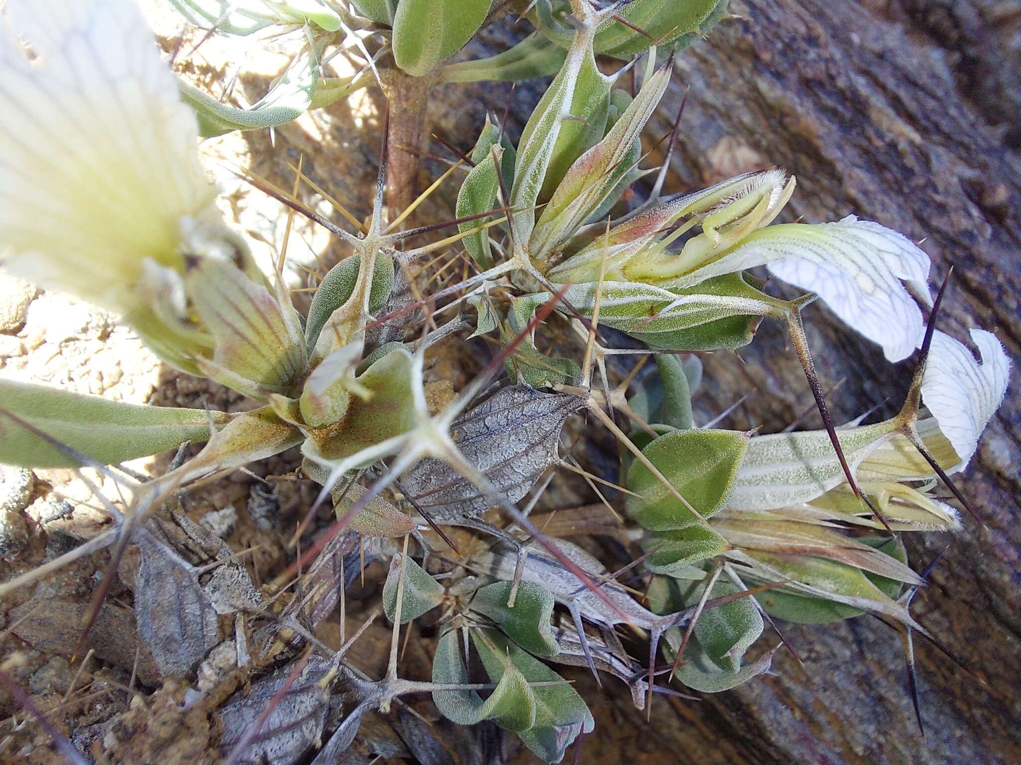 Blepharis furcata (L. fil.) Pers. resmi