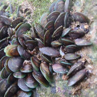 Image of Green mussel