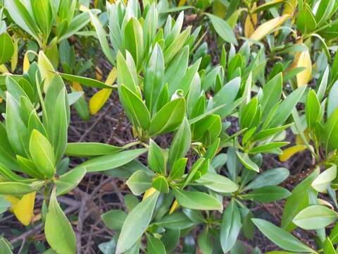 Imagem de Bontia bontioides (A. Gray) L. V. Aver'yanov