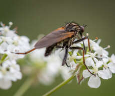 Image of Empis tessellata Fabricius 1794