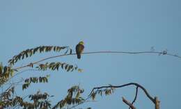 Image of Grey-fronted Green Pigeon