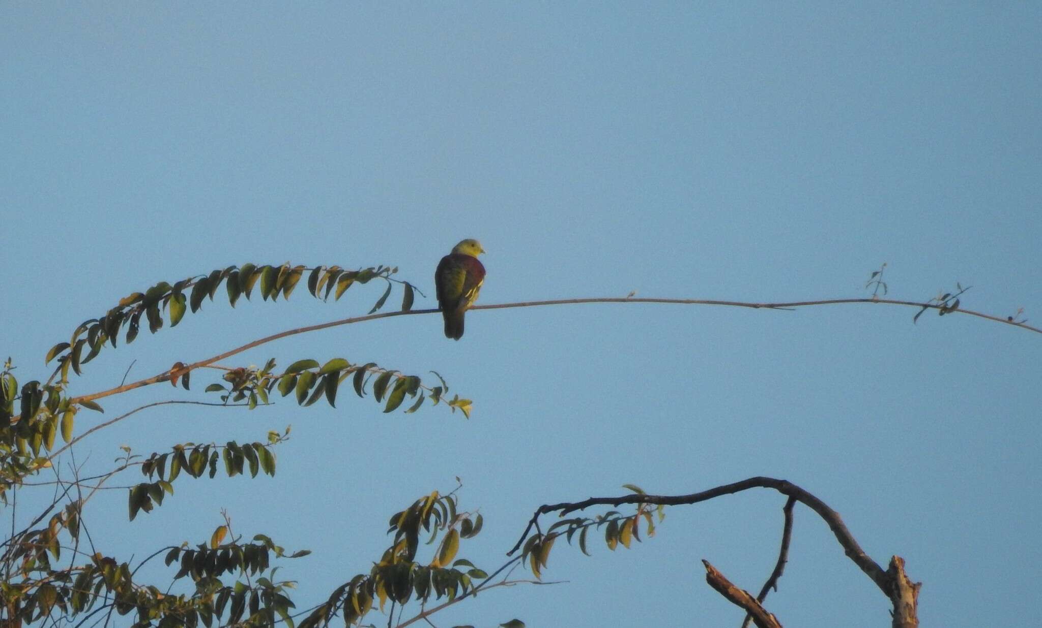 Image of Grey-fronted Green Pigeon