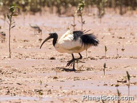 Sivun madagaskarinpyhäiibis kuva