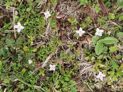 Image of rose bluet