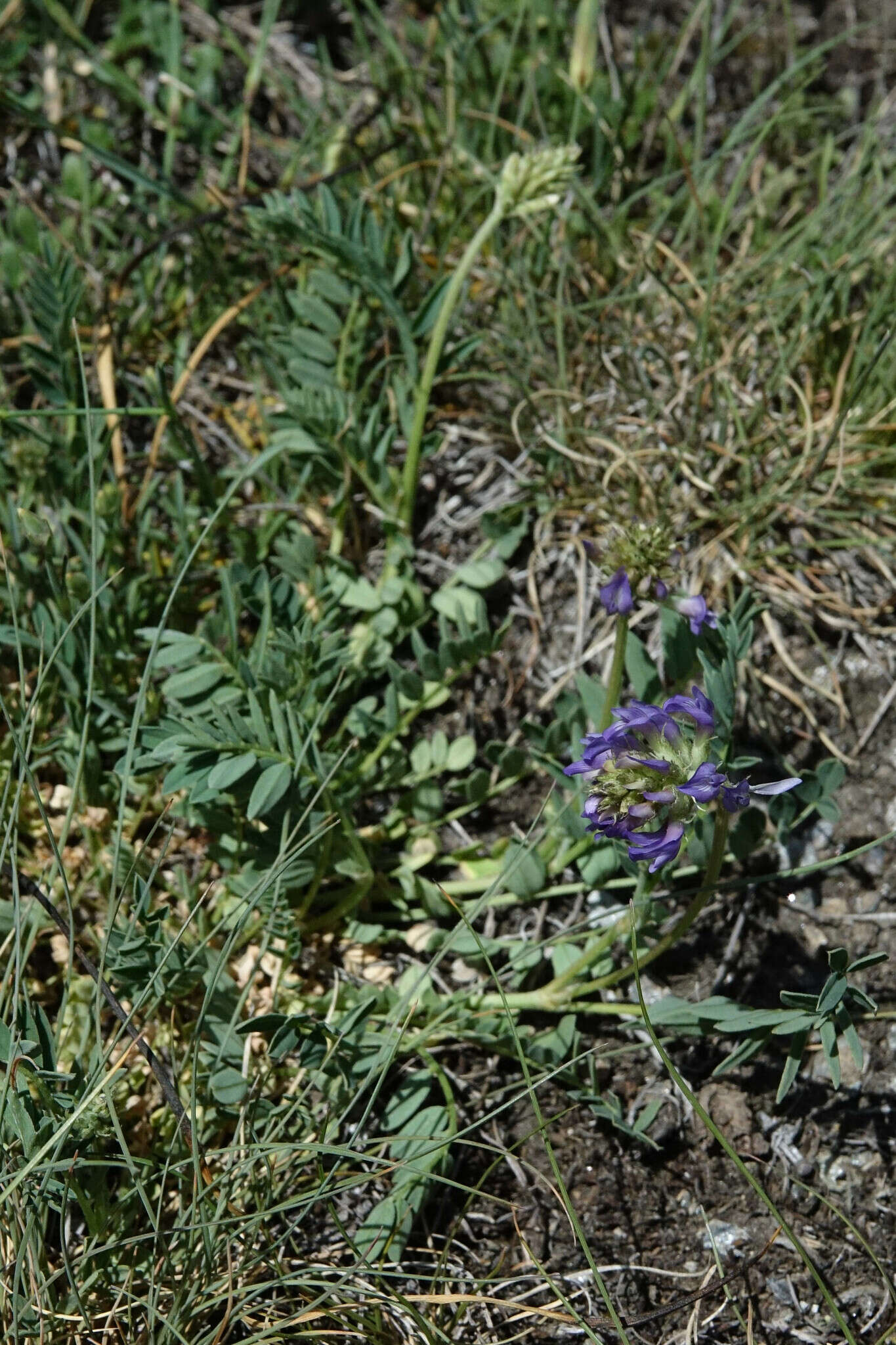 Image of Astragalus leontinus Wulfen